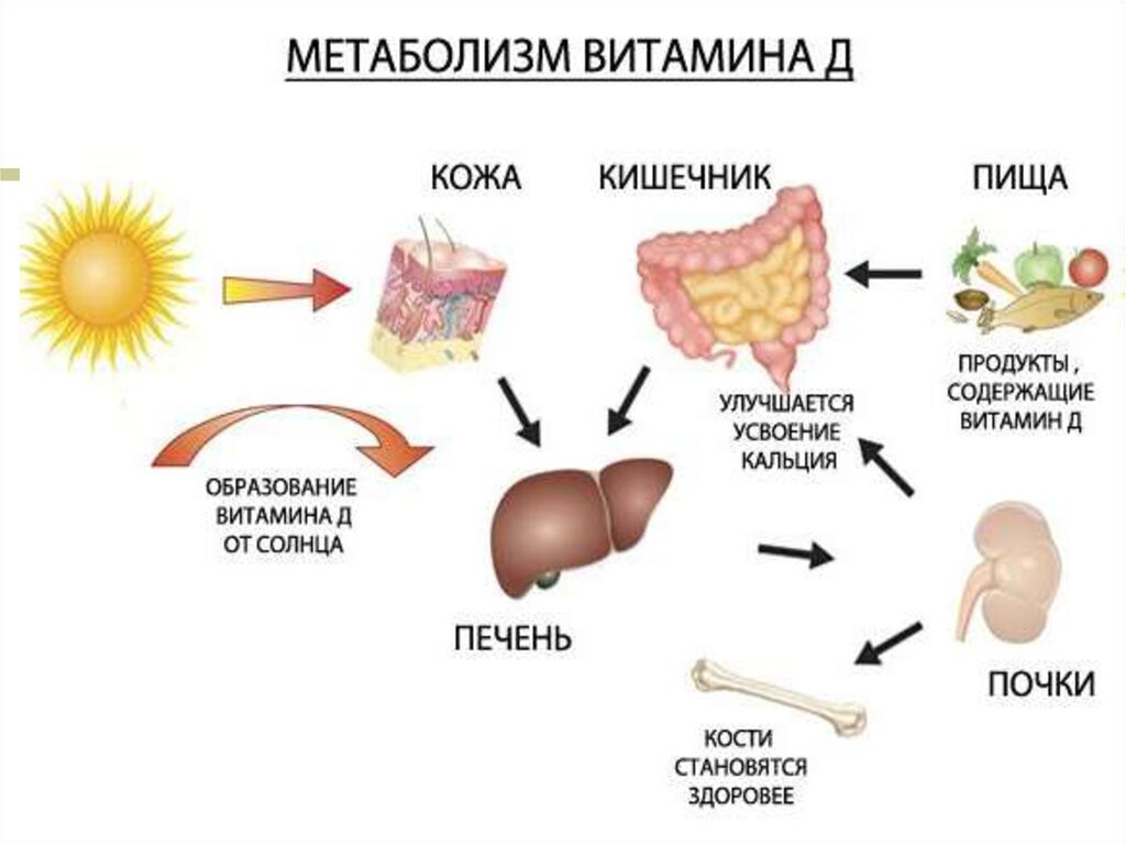 Синтез витаминов в организме