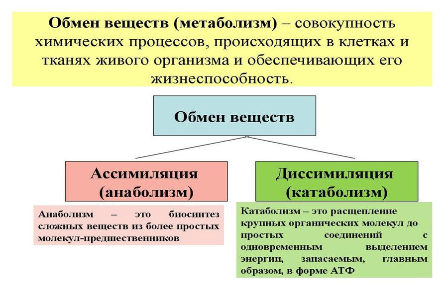 Что такое обмен вств. Виды метаболизма в организме человека — Сайт о .