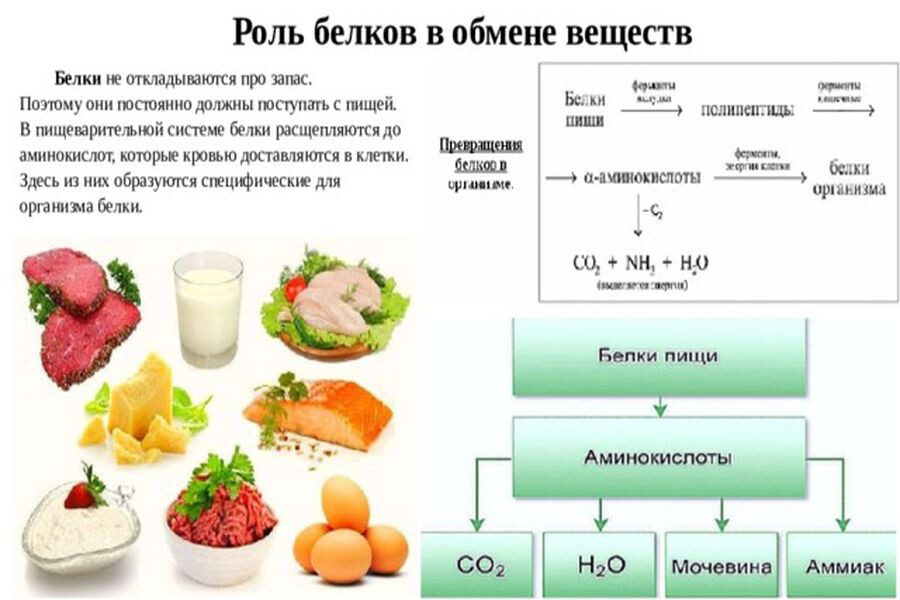 Продукты относящиеся к белковой пище