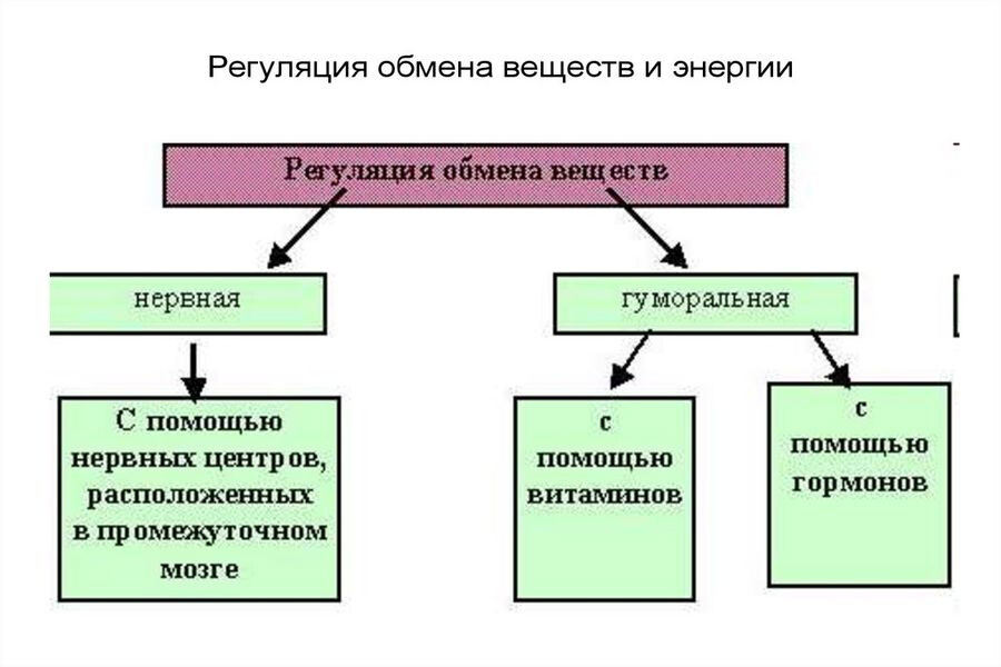 Время приема пищи: как оно влияет на обмен веществ