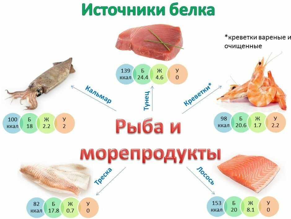 Источники белка инфографика