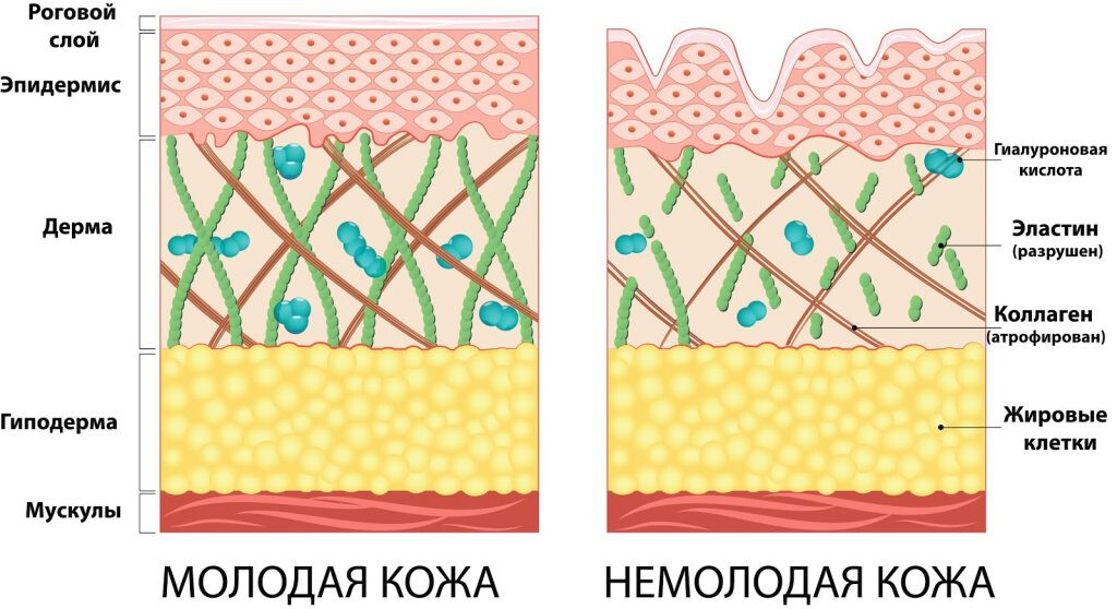 Коллаген и эластичность кожи